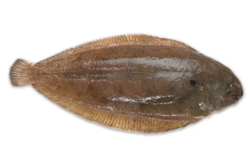 Морски език