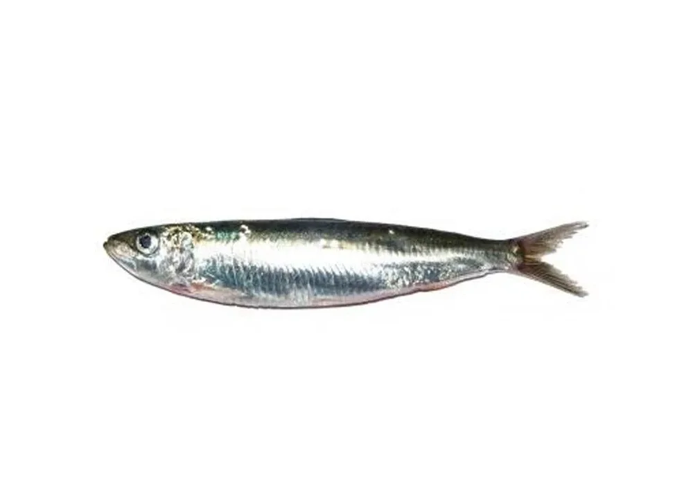 Сардела